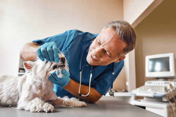 Best Emergency Broken Tooth Repair in Plainfield, NJ